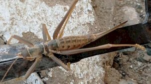 Bahçesinde görüntüledi! Dev çekirge şaşkınlık yarattı