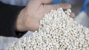 Bitlis'ten 20 bin ton kuru fasulye hasadı