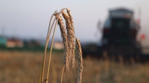 Çiftçilere 170,5 milyon liralık destekleme ödemesi bugün yatırılıyor