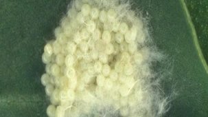 Çiftçilerin yeni düşmanı oldu! Yumurtalarını 500 km uçarak bırakıyorlar