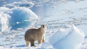Deniz seviyeleri yükseliyor: Grönland'ın buz rafları 1978'den bu yana üçte bir azaldı