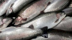 Doğu Karadeniz'den 10 ayda 133,2 milyon dolar Türk somonu ihraç edildi