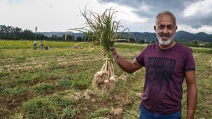 Gaziantep Araban sarımsağı, AB tescilinde son aşamaya geldi