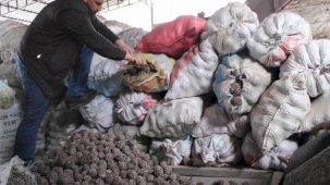Günlük 1.500 lira yevmiye alıyorlar! Aydın’da çam fıstığı mesaisi başladı