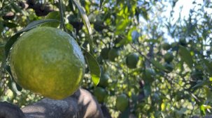 Hava şartları kötü gitti! Bodrum mandalinasında rekolte düştü