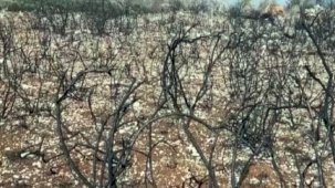 İsrail'in Lübnan'a saldırıları: 40 bin zeytin ağacı yandı