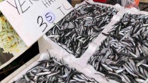 Karadeniz’de hamsi bolluğu sürüyor: Fiyatlar 35 TL seviyesinde