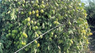 Limon çiftçinin yüzünü ekşitti