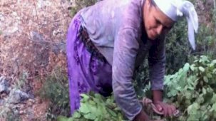 Muğla'dan 5 ton defne yaprağı satıldı