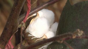 Şanlıurfa’da sıcağa dayanıklı yerli ve milli pamuk geliştiriliyor