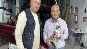 Sinop'ta kaportacı dükkanının kedisi ilgi odağı oldu