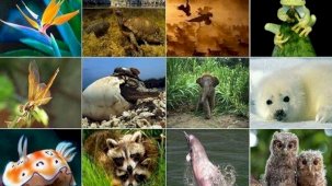 Son rapor korkutucu: 2 milyon bitki ve hayvan türü yok olabilir