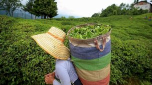 Yaş çaya kilo başına ödenecek fark belirlendi: 30 kuruş