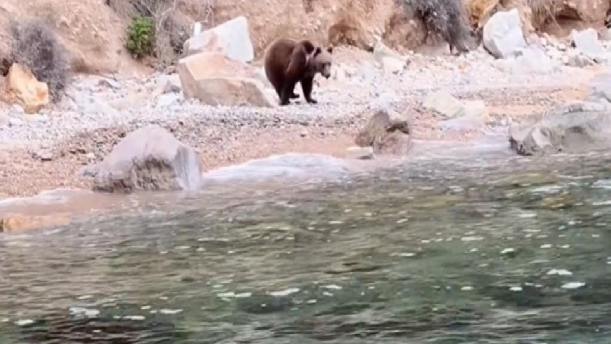 Ayılar kış uykusunu unuttu, Yalova'da sahilde görüldü