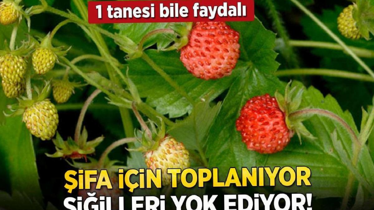 Dağlardan şifa için toplanıyor! 1 tanesi bile siğilleri kurutuyor, besin değeri çok yüksek