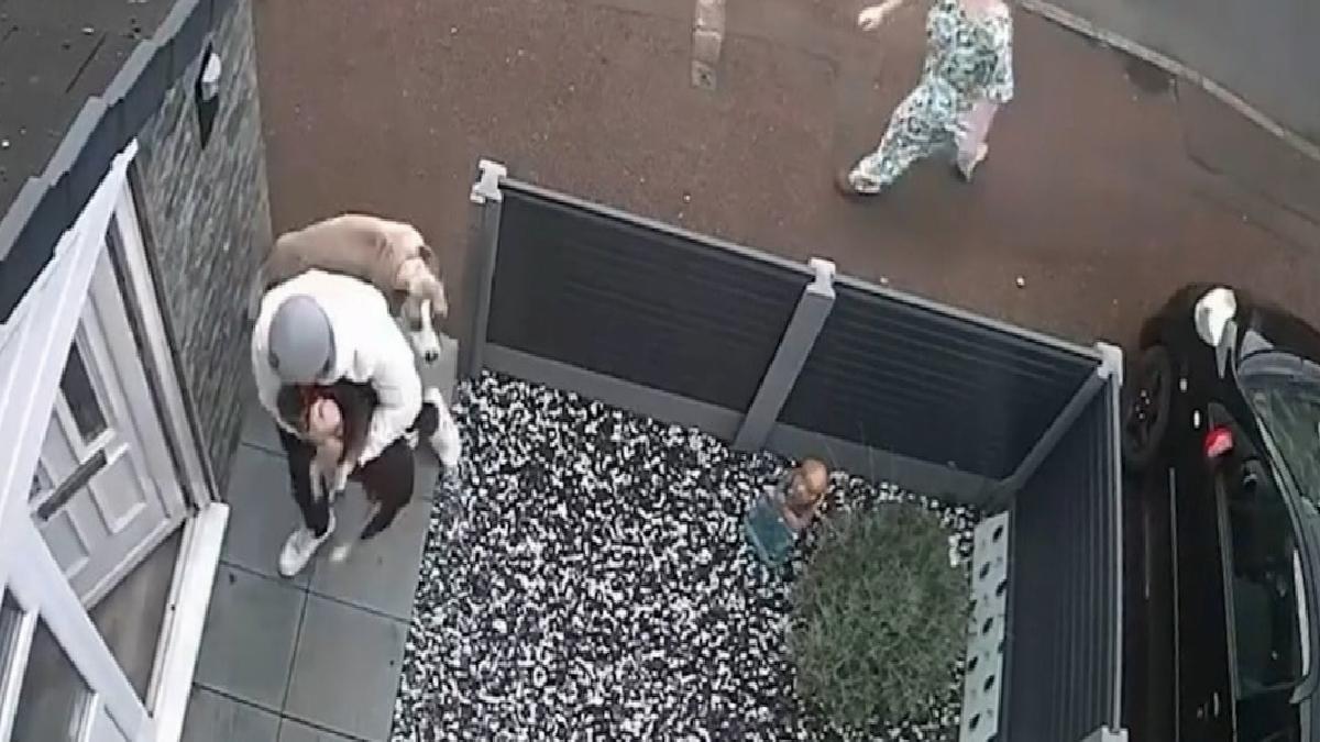 İngiltere'de korku dolu anlar: Saldırgan köpeğin elinden zor kurtuldu
