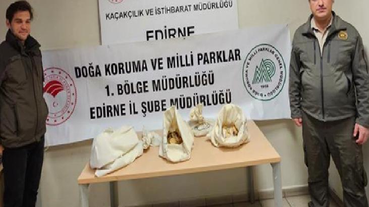 Kapıkule Sınır Kapısı’nda 33 piton ele geçirildi