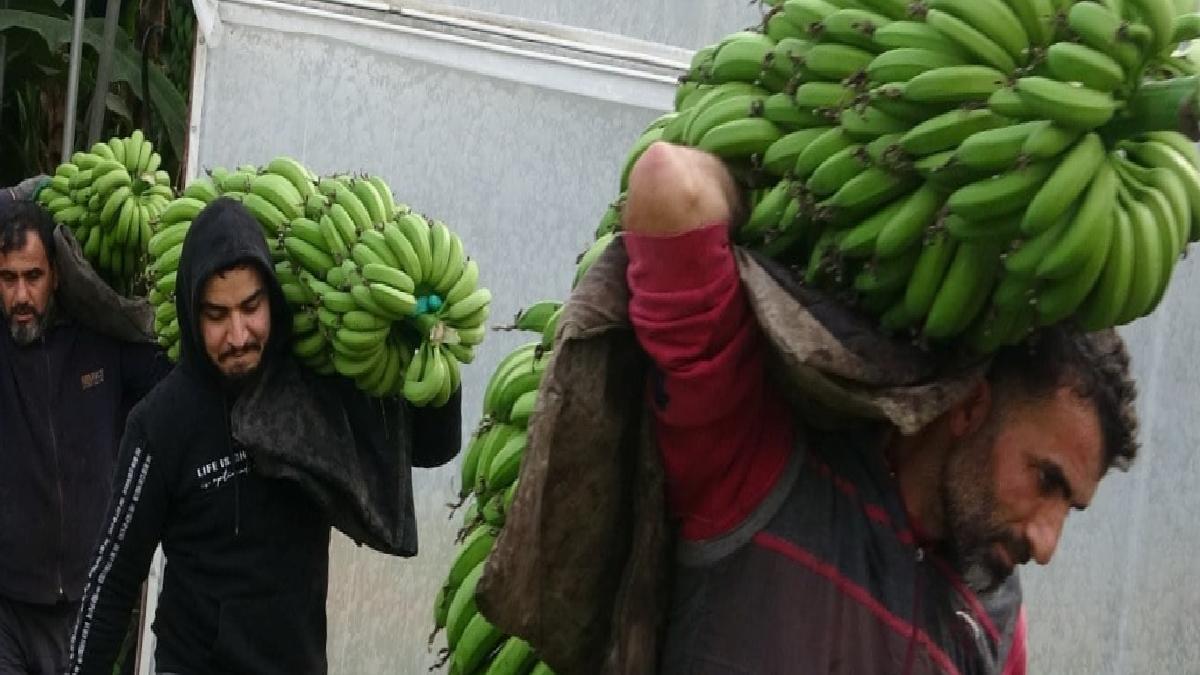 Mersin'de hasat başladı! Bahçede 16 lira olan muzun kilosu markette 30 lira