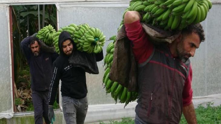 Muzda hasat sezonu başladı! Markette 30 TL bahçede 16 TL