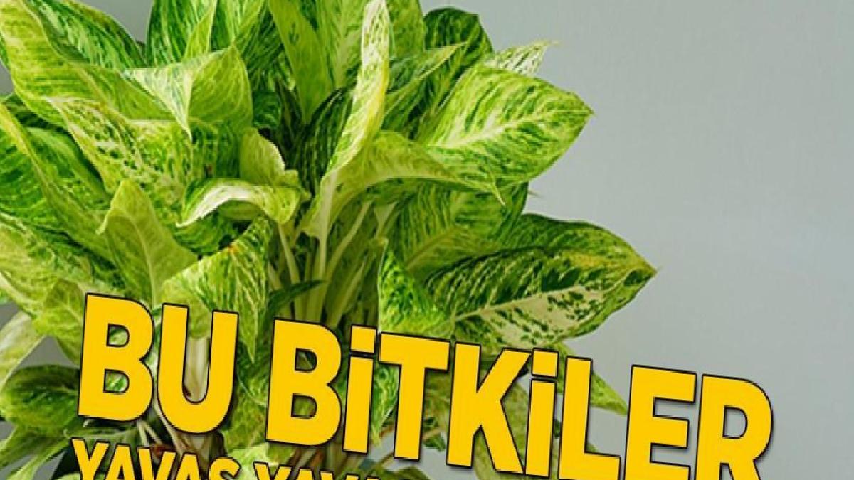 Oturduğunuz, yattığınız yerde yavaş yavaş zehirliyor! Ev bitkisi seçerken dikkat