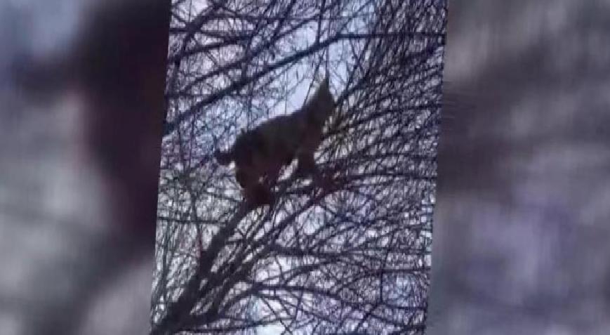 ‘Pisi pisi’ diyerek çağırdı! Şoke eden gerçeği sonradan fark etti