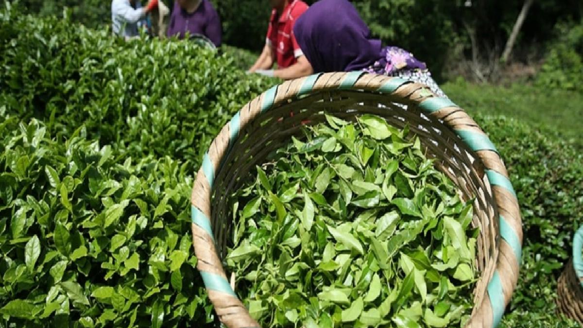 Rize'den yapılan çay ihracatı geliri yüzde 45 artış gösterdi