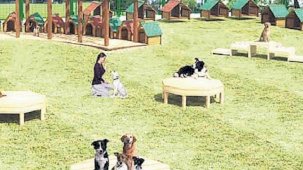 81 ilde ‘kedi ve köpek köyü’ kuralım