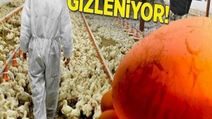 ABD'nin herkesten gizlediği tavuk çiftlikleri! Tek amaçları var: 'Sihirli formül'
