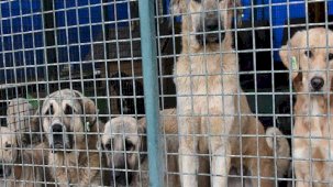 Ankara Valisi 25 ilçeye 'acele' koduyla yazı gönderdi! 'Sokak hayvanları' talimatı