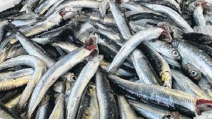 Antalya Körfezi’nde hamsi sevinci