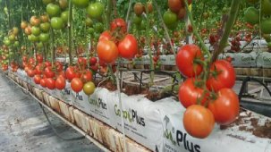 Antalya topraksız örtü altı tarımda da zirvede! En çok domates ve biber yetiştiriliyor