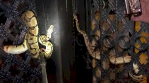 Antalya'da evin giriş kapısındaki 'kral piton' şoke etti