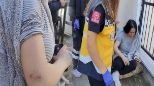 Aydın'da Pitbull dehşeti! Saldırdığı köpeğin sahibini yaraladı