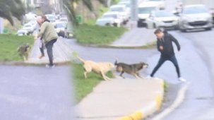 Bağcılar'da dehşet! Başıboş köpekler yoldan geçenlere saldırdı
