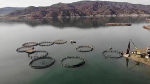 Balıkların toplama işlemi başladı! Denizi olmayan kentten somon ihracatı