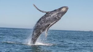 Bilim insanları, bir balina ile 20 dakika boyunca konuştu