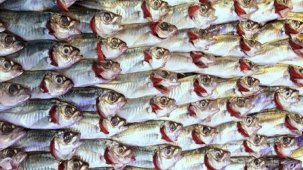 Doğu Karadeniz’de su ürünleri ihracatında sıçrama: 163 milyon dolara ulaştı