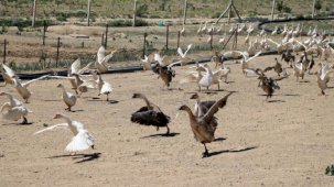Dünya genelinde oldukça önemli düzeyde! Yüksek kazancın yolu, kaz üretimi