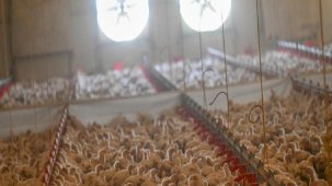 Ekim ayında tavuk eti ve yumurta üretimi arttı