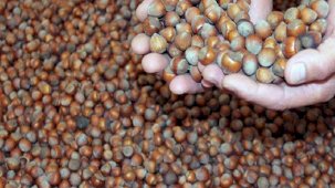 Fındık fiyatı 100 TL istikrarını sürdürüyor