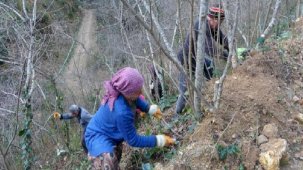 Fındık üreticilerinin kış mesaisi başladı