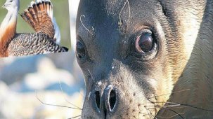 Fok kurtuldu, toy tehlikede