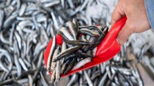 Hamsinin fiyatı 110 liraya yükseldi