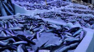 Hamsinin fiyatı ikiye katlandı