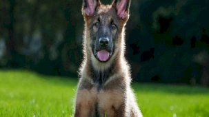 Hollanda'da köpek sahiplenmek zorlaştırıldı