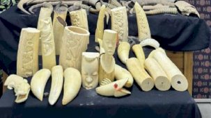 İstanbul'da operasyon: Bufalo boynuzları ele geçirildi