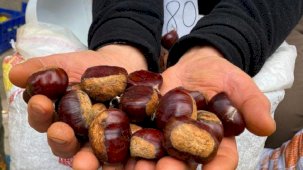 Kestanede düşük rekolte