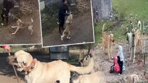 Köpek saldırısında yapmanız gereken: Kaçmayın, göz teması kurmayın