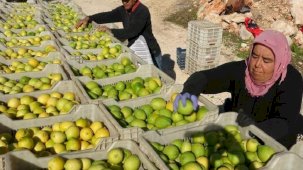 Lamas limonunda hasat başladı