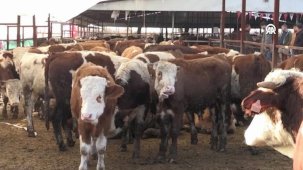 Malatya'da depremzede besicilere büyükbaş hayvan hibesi